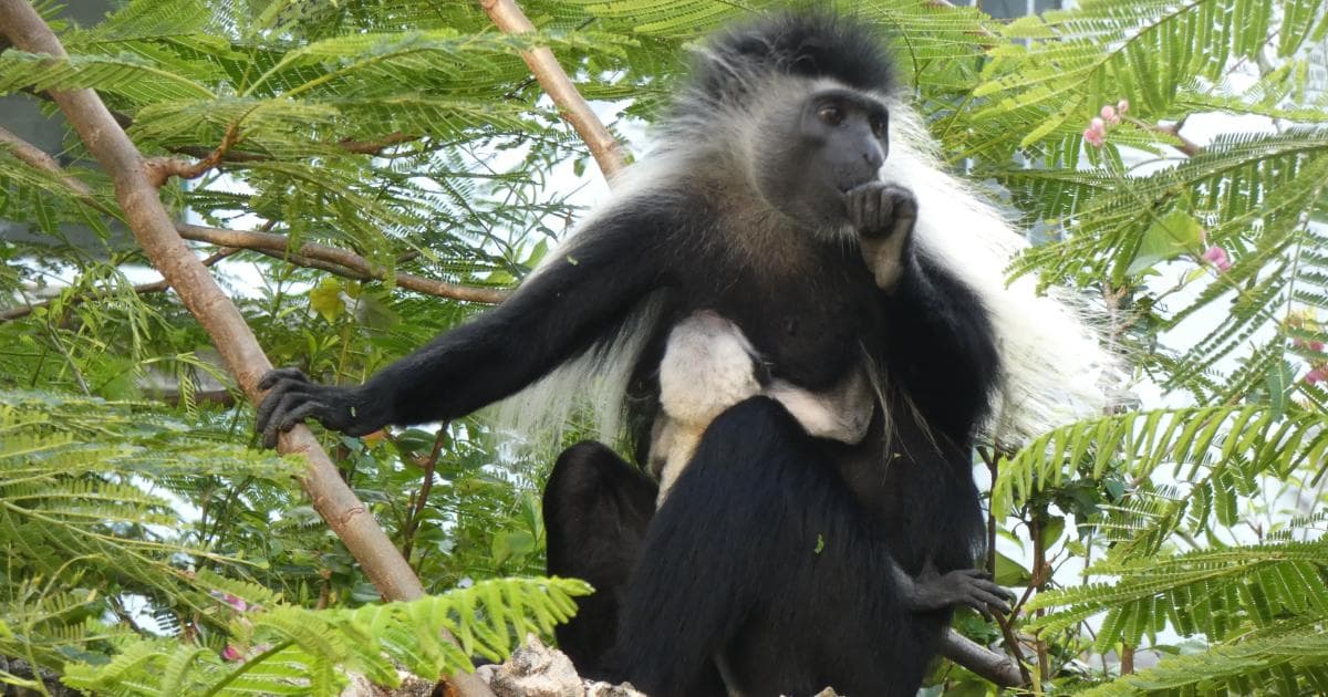 Estos colobos estaban por la zona de nuestra piscina