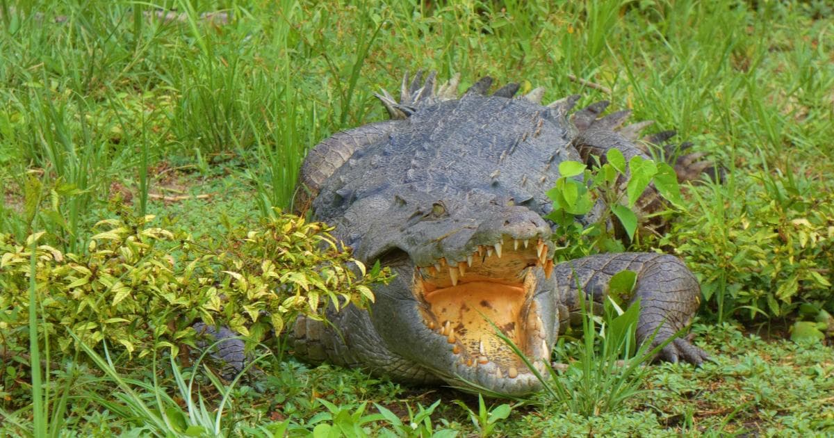 Este cocodrilo necesita una visita al dentista