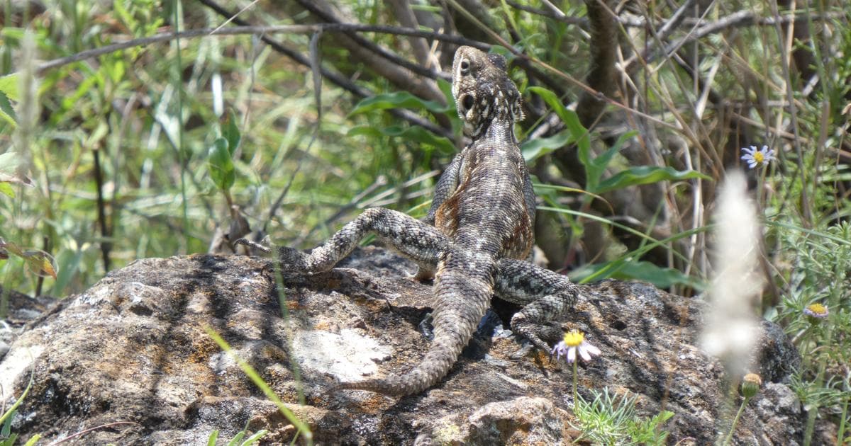 En Crater Lake sólo vimos reptiles y monos